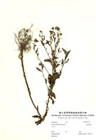 藏品(臺灣馬蘭)的圖片